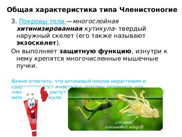 Общая характеристика типа Членистоногие 3. Покровы тела — многослойная хитинизированная кутикула- твердый наружный скелет (его также называют экзоскелет ). Он выполняет защитную функцию , изнутри к нему крепятся многочисленные мышечные пучки.  Важно отметить, что хитиновый покров нерастяжим и сдерживает рост животного, поэтому запомните, что членистоногие растут только в период линьки, когда спадает хитиновая кутикула.  