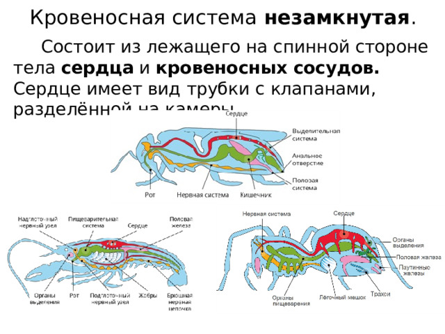 Кровеносная система незамкнутая .     Состоит из лежащего на спинной стороне тела сердца и кровеносных сосудов. Сердце имеет вид трубки с клапанами, разделённой на камеры.   