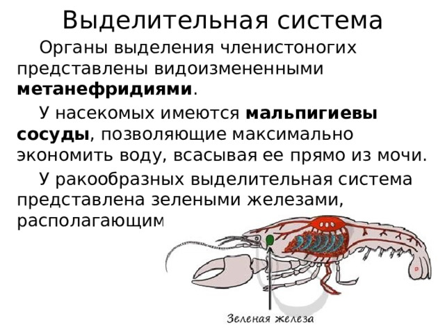 Выделительная система  Органы выделения членистоногих представлены видоизмененными метанефридиями .  У насекомых имеются мальпигиевы сосуды , позволяющие максимально экономить воду, всасывая ее прямо из мочи.  У ракообразных выделительная система представлена зелеными железами, располагающимися на головном конце тела. 