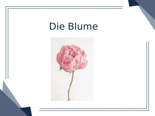 Die Blume 