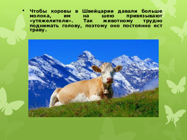Чтобы коровы в Швейцарии давали больше молока, им на шею привязывают «утяжелители». Так животному трудно поднимать голову, поэтому оно постоянно ест траву .   