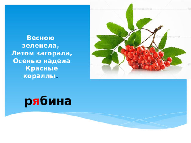Весною зеленела,  Летом загорала,  Осенью надела  Красные кораллы .   р я бина 