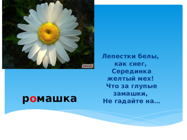    Лепестки белы, как снег,  Серединка желтый мех!  Что за глупые замашки,  Не гадайте на… р о машка  
