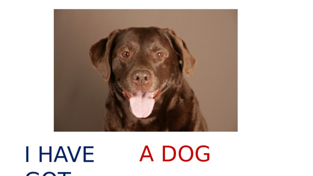 A DOG I HAVE GOT 