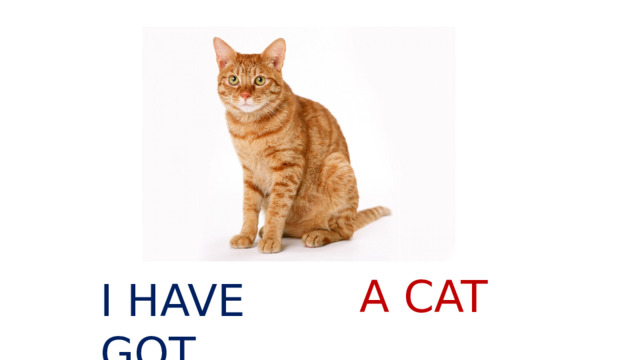 A CAT I HAVE GOT 