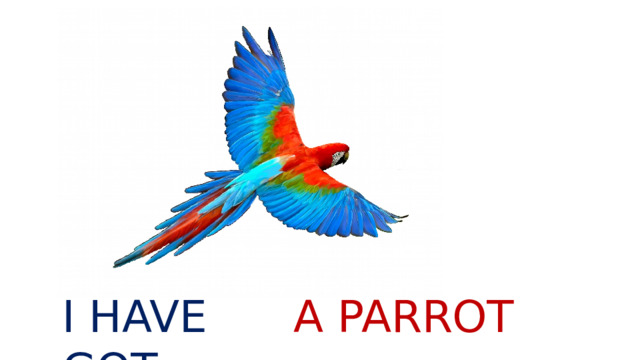 I HAVE GOT A PARROT 