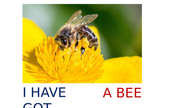 I HAVE GOT A BEE 