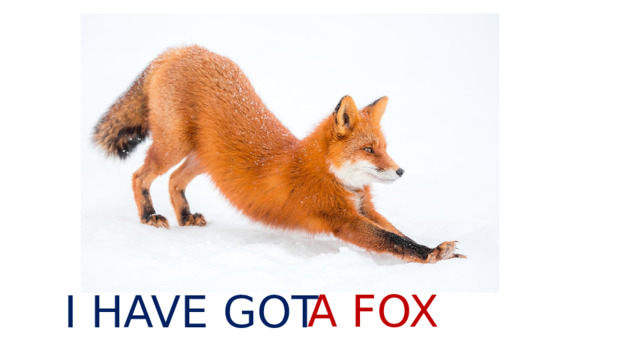A FOX I HAVE GOT 