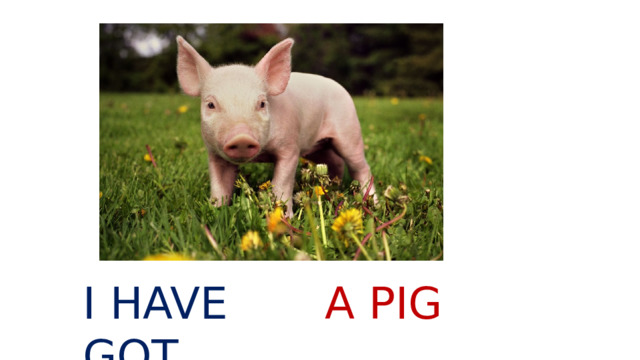 I HAVE GOT A PIG 