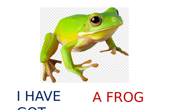 I HAVE GOT A FROG 