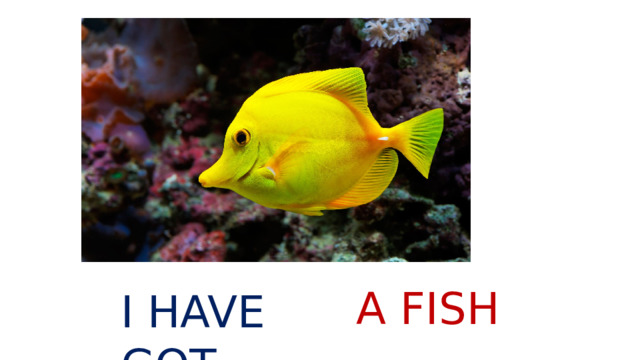 A FISH I HAVE GOT 
