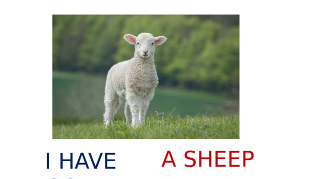 A SHEEP I HAVE GOT 