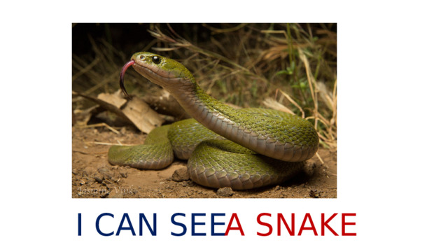 I CAN SEE A SNAKE 