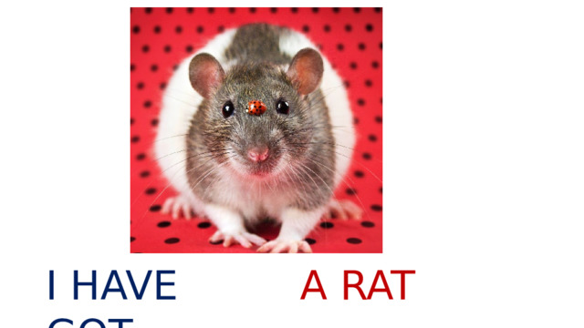 I HAVE GOT A RAT 