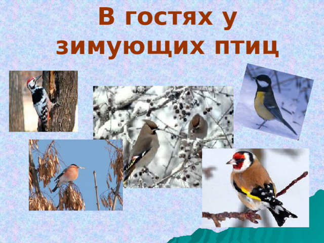 В гостях у зимующих птиц 