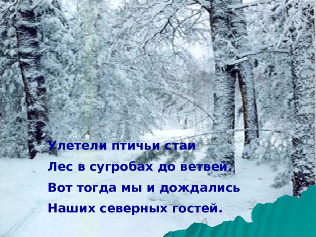  Улетели птичьи стаи  Лес в сугробах до ветвей.  Вот тогда мы и дождались  Наших северных гостей. 