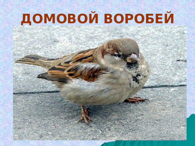ДОМОВОЙ ВОРОБЕЙ 