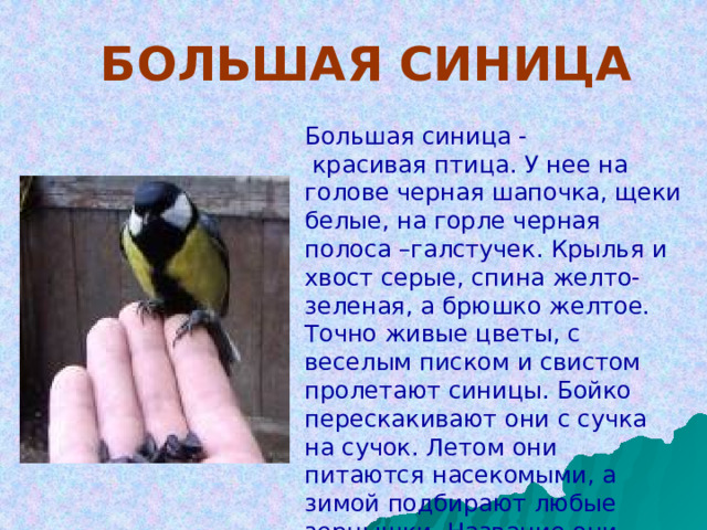  БОЛЬШАЯ СИНИЦА Большая синица -  красивая птица. У нее на голове черная шапочка, щеки белые, на горле черная полоса –галстучек. Крылья и хвост серые, спина желто-зеленая, а брюшко желтое. Точно живые цветы, с веселым писком и свистом пролетают синицы. Бойко перескакивают они с сучка на сучок. Летом они питаются насекомыми, а зимой подбирают любые зернышки. Название они получили из-за синих перьев на теле. 