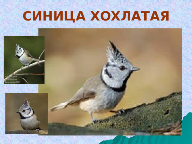 СИНИЦА ХОХЛАТАЯ 
