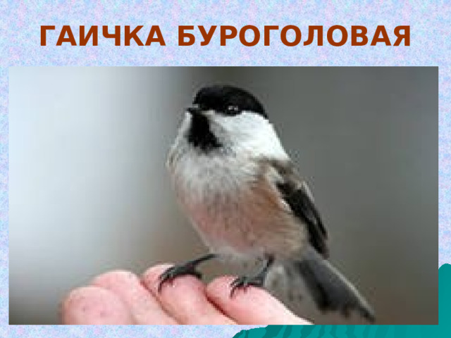 ГАИЧКА БУРОГОЛОВАЯ 