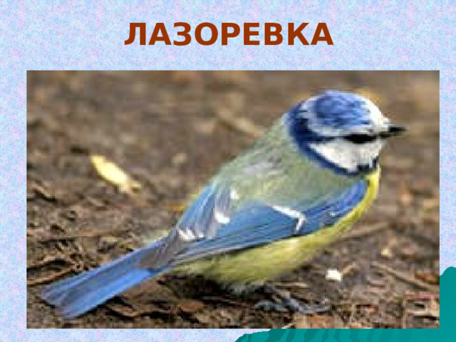 ЛАЗОРЕВКА 