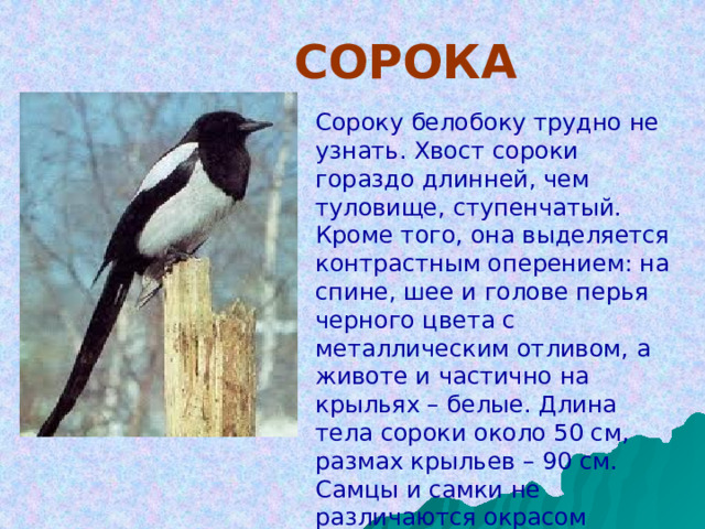    СОРОКА Сороку белобоку трудно не узнать. Хвост сороки гораздо длинней, чем туловище, ступенчатый. Кроме того, она выделяется контрастным оперением: на спине, шее и голове перья черного цвета с металлическим отливом, а животе и частично на крыльях – белые. Длина тела сороки около 50 см, размах крыльев – 90 см. Самцы и самки не различаются окрасом оперения, но мужская половина больше размерами. 