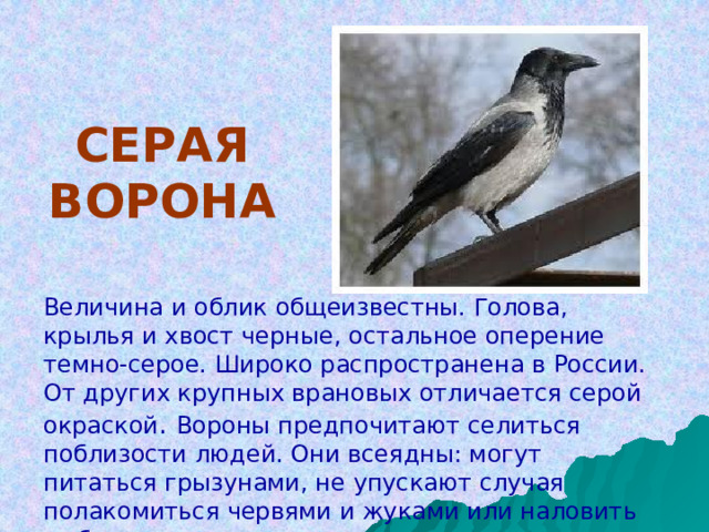 СЕРАЯ  ВОРОНА Величина и облик общеизвестны. Голова, крылья и хвост черные, остальное оперение темно-серое. Широко распространена в России. От других крупных врановых отличается серой окраской . Вороны предпочитают селиться поблизости людей. Они всеядны: могут питаться грызунами, не упускают случая полакомиться червями и жуками или наловить рыбки. 