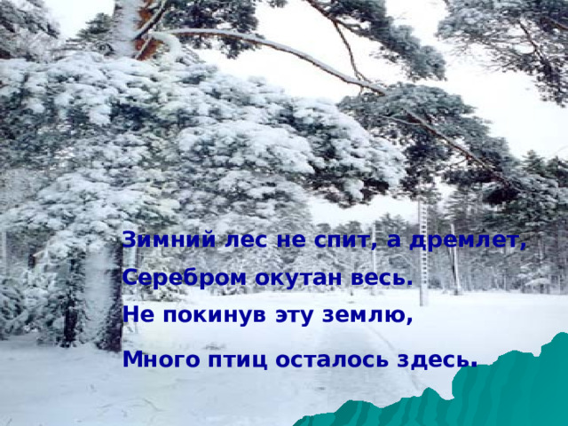 Зимний лес не спит, а дремлет,  Серебром окутан весь.   Не покинув эту землю,  Много птиц осталось здесь . 