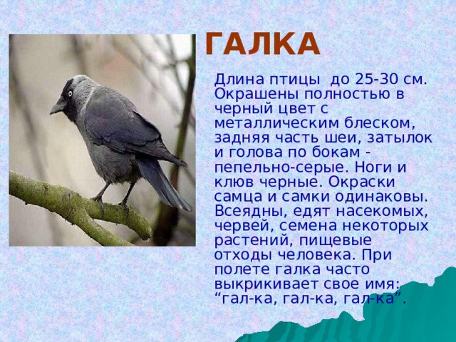    ГАЛКА  Длина птицы до 25-30 см. Окрашены полностью в черный цвет с металлическим блеском, задняя часть шеи, затылок и голова по бокам - пепельно-серые. Ноги и клюв черные. Окраски самца и самки одинаковы. Всеядны, едят насекомых, червей, семена некоторых растений, пищевые отходы человека. При полете галка часто выкрикивает свое имя: “гал-ка, гал-ка, гал-ка”. 