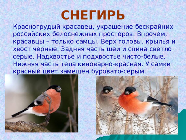 СНЕГИРЬ Красногрудый красавец, украшение бескрайних российских белоснежных просторов. Впрочем, красавцы – только самцы. Верх головы, крылья и хвост черные. Задняя часть шеи и спина светло серые. Надхвостье и подхвостье чисто-белые. Нижняя часть тела киноварно-красная. У самки красный цвет замещен буровато-серым. 