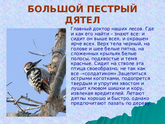 БОЛЬШОЙ ПЕСТРЫЙ ДЯТЕЛ  Главный доктор наших лесов. Где и как его найти – знают все: и сидит он выше всех, и окрашен ярче всех. Верх тела черный, на голове и шее белые пятна, на сложенных крыльях белые полосы, подхвостье и темя красные. Сидит на стволе эта птица своеобразно, не так как все -«солдатиком».Зацепиться острыми коготками, подопрется твердым и упругим хвостом и лущит клювом шишки и кору, извлекая вредителей. Летают дятлы хорошо и быстро, однако предпочитают лазать по дереву. 