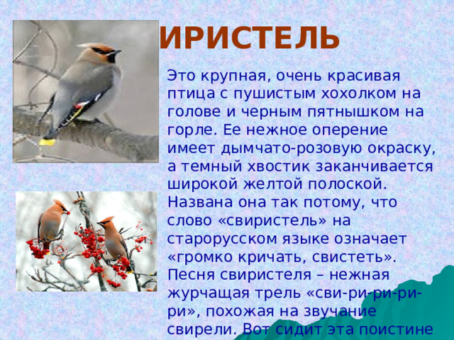 СВИРИСТЕЛЬ Это крупная, очень красивая птица с пушистым хохолком на голове и черным пятнышком на горле. Ее нежное оперение имеет дымчато-розовую окраску, а темный хвостик заканчивается широкой желтой полоской. Названа она так потому, что слово «свиристель» на старорусском языке означает «громко кричать, свистеть». Песня свиристеля – нежная журчащая трель «сви-ри-ри-ри-ри», похожая на звучание свирели. Вот сидит эта поистине дивная пташка на ветке и щебечет, а потом нежданно-негаданно как свистнет! 