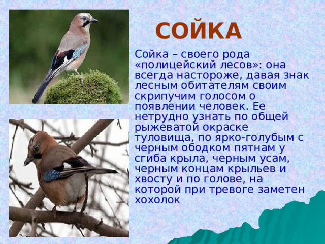      СОЙКА  Сойка – своего рода «полицейский лесов»: она всегда настороже, давая знак лесным обитателям своим скрипучим голосом о появлении человек. Ее нетрудно узнать по общей рыжеватой окраске туловища, по ярко-голубым с черным ободком пятнам у сгиба крыла, черным усам, черным концам крыльев и хвосту и по голове, на которой при тревоге заметен хохолок 