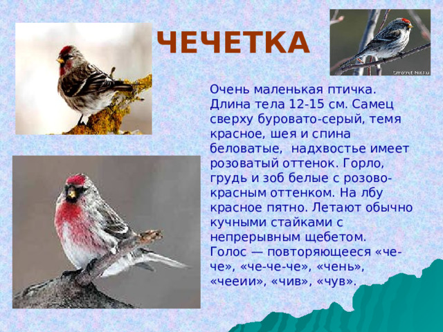  ЧЕЧЕТКА  Очень маленькая птичка. Длина тела 12-15 см. Самец сверху буровато-серый, темя красное, шея и спина беловатые, надхвостье имеет розоватый оттенок. Горло, грудь и зоб белые с розово-красным оттенком. На лбу красное пятно. Летают обычно кучными стайками с непрерывным щебетом. Голос — повторяющееся «че-че», «че-че-че», «чень», «чееии», «чив», «чув». 