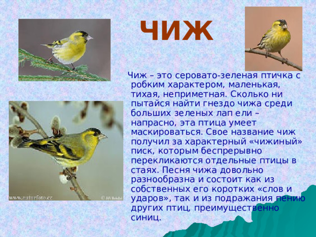  ЧИЖ  Чиж – это серовато-зеленая птичка с робким характером, маленькая, тихая, неприметная. Сколько ни пытайся найти гнездо чижа среди больших зеленых лап ели – напрасно, эта птица умеет маскироваться. Свое название чиж получил за характерный «чижиный» писк, которым беспрерывно перекликаются отдельные птицы в стаях. Песня чижа довольно разнообразна и состоит как из собственных его коротких «слов и ударов», так и из подражания пению других птиц, преимущественно синиц. 