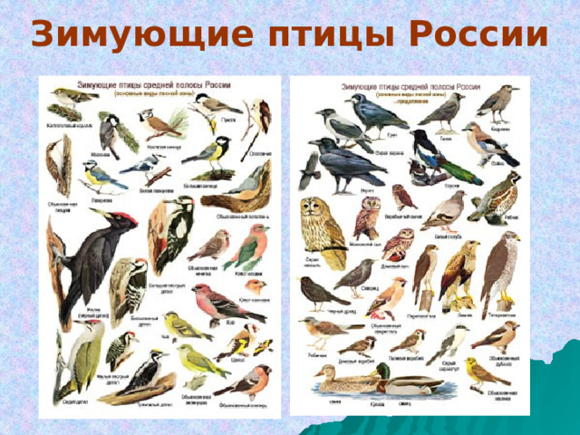 Зимующие птицы России 