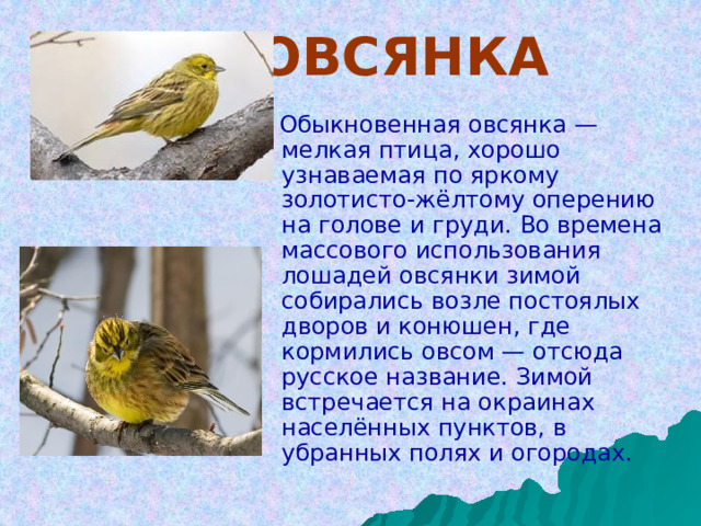     ОВСЯНКА  Обыкновенная овсянка — мелкая птица, хорошо узнаваемая по яркому золотисто-жёлтому оперению на голове и груди. Во времена массового использования лошадей овсянки зимой собирались возле постоялых дворов и конюшен, где кормились овсом — отсюда русское название. Зимой встречается на окраинах населённых пунктов, в убранных полях и огородах.  