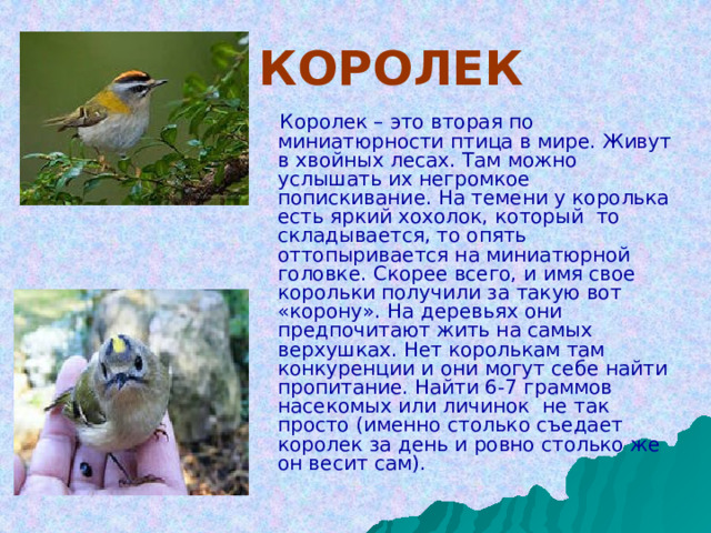   КОРОЛЕК   Королек – это вторая по миниатюрности птица в мире. Живут в хвойных лесах. Там можно услышать их негромкое попискивание. На темени у королька есть яркий хохолок, который  то складывается, то опять оттопыривается на миниатюрной головке. Скорее всего, и имя свое корольки получили за такую вот «корону». На деревьях они предпочитают жить на самых верхушках. Нет королькам там конкуренции и они могут себе найти пропитание. Найти 6-7 граммов насекомых или личинок  не так просто (именно столько съедает королек за день и ровно столько же он весит сам). 