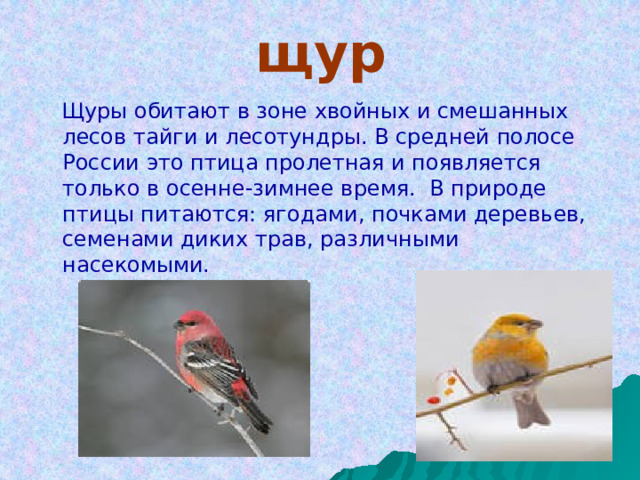 щур  Щуры обитают в зоне хвойных и смешанных лесов тайги и лесотундры. В средней полосе России это птица пролетная и появляется только в осенне-зимнее время.  В природе птицы питаются: ягодами, почками деревьев, семенами диких трав, различными насекомыми. 