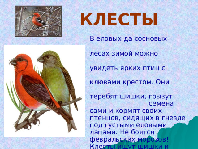     КЛЕСТЫ  В еловых да сосновых лесах зимой можно увидеть ярких птиц с клювами крестом. Они теребят шишки, грызут семена сами и кормят своих птенцов, сидящих в гнезде под густыми еловыми лапами. Не боятся февральских морозов! Клесты ищут шишки и теребят их, а если их мало, перебираются в другие места, более урожайные 