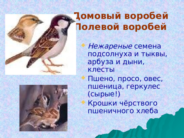 Домовый воробей  Полевой воробей Нежареные семена подсолнуха и тыквы, арбуза и дыни, клесты Пшено, просо, овес, пшеница, геркулес (сырые!) Крошки чёрствого пшеничного хлеба 