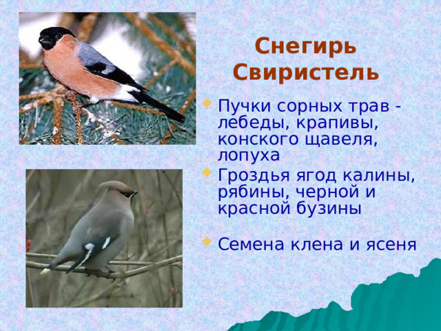Снегирь  Свиристель     Пучки сорных трав - лебеды, крапивы, конского щавеля, лопуха Гроздья ягод калины, рябины, черной и красной бузины   Семена  клена и ясеня 