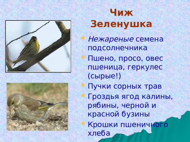 Чиж  Зеленушка Нежареные семена подсолнечника Пшено, просо, овес пшеница, геркулес (сырые!) Пучки сорных трав Гроздья ягод калины, рябины, черной и красной бузины Крошки пшеничного хлеба 