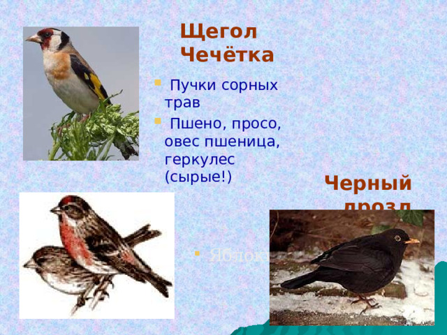 Щегол  Чечётка  Пучки сорных трав  Пшено, просо, овес пшеница, геркулес (сырые!) Черный дрозд  Яблоки 