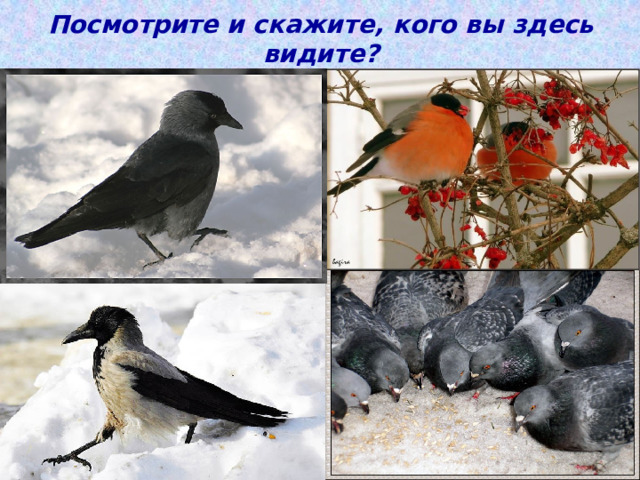Посмотрите и скажите, кого вы здесь видите? 