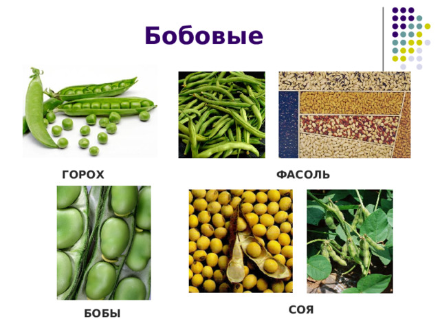 Бобовые ГОРОХ ФАСОЛЬ СОЯ БОБЫ 