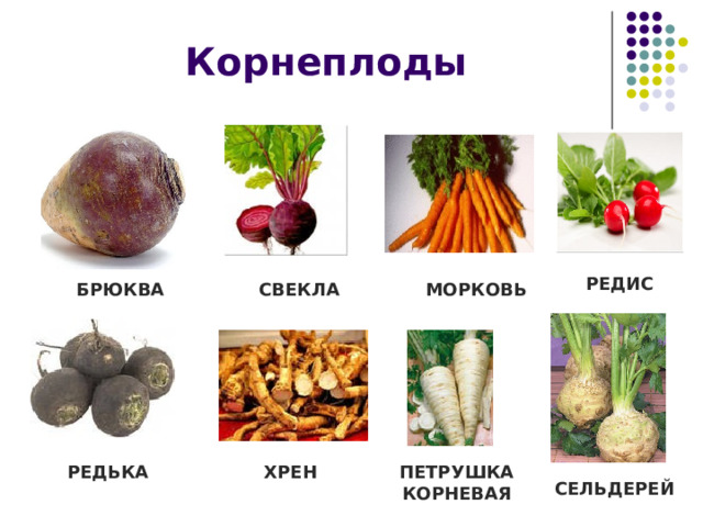 Корнеплоды РЕДИС МОРКОВЬ СВЕКЛА БРЮКВА ХРЕН ПЕТРУШКА КОРНЕВАЯ РЕДЬКА СЕЛЬДЕРЕЙ 