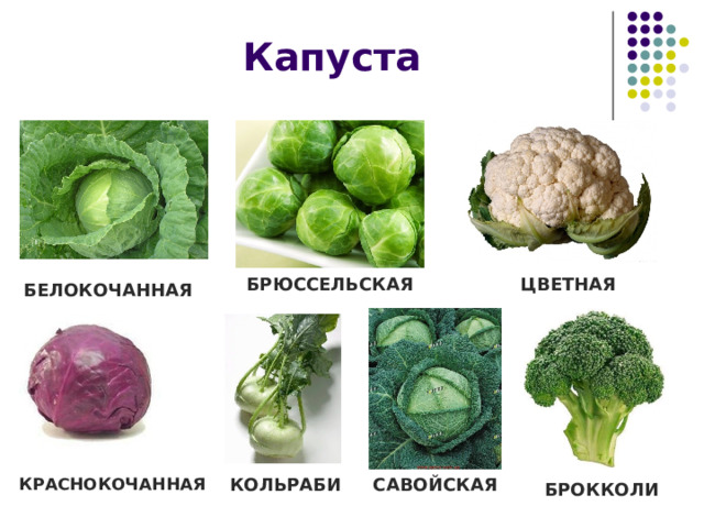 Капуста БРЮССЕЛЬСКАЯ ЦВЕТНАЯ БЕЛОКОЧАННАЯ КРАСНОКОЧАННАЯ КОЛЬРАБИ САВОЙСКАЯ БРОККОЛИ 