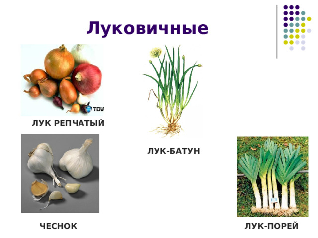 Луковичные ЛУК РЕПЧАТЫЙ ЛУК-БАТУН ЛУК-ПОРЕЙ ЧЕСНОК 