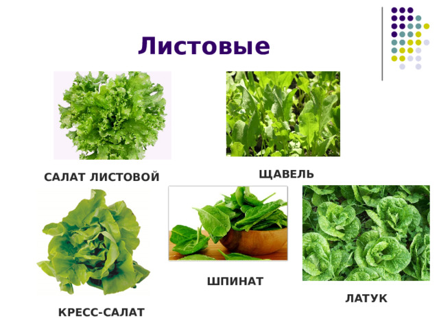 Листовые ЩАВЕЛЬ САЛАТ ЛИСТОВОЙ ШПИНАТ ЛАТУК КРЕСС-САЛАТ 